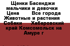 Щенки Басенджи ,мальчики и девочки › Цена ­ 1 - Все города Животные и растения » Собаки   . Хабаровский край,Комсомольск-на-Амуре г.